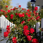 White Picket Fence and Red Roses