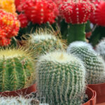 Colorful Cacti