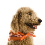 Goldendoodle dog wearing bandana.