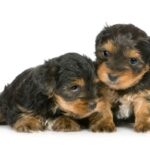 Yorkshire Terrier puppies (1 month) in front of a white background